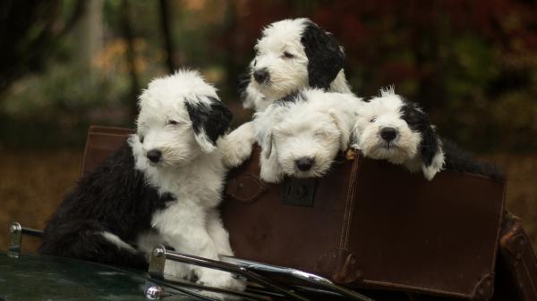 Free white and black pet puppies hd animals wallpaper download