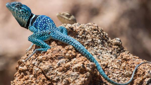 Free white and blue lizard on brown rock 4k hd animals wallpaper download