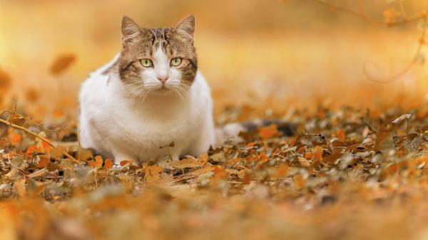 Free white and brown cat is standing on fall leaves hd animals wallpaper download