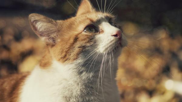 Free white and brown cat with blur background hd animals wallpaper download