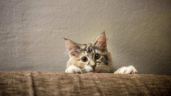 Free white and brown cute cat is sitting behind brown couch in wall background hd animals wallpaper download