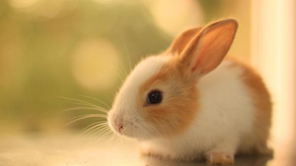 Free white and brown cute rabbit is on floor in a blur background hd animals wallpaper download