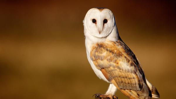 Free white and brown owl hd birds wallpaper download