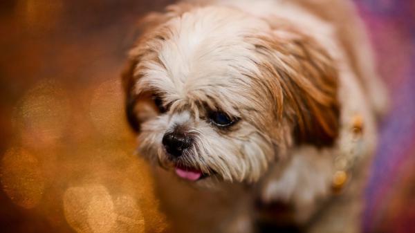 Free white and brown shih tzu puppy in light blur background hd animals wallpaper download