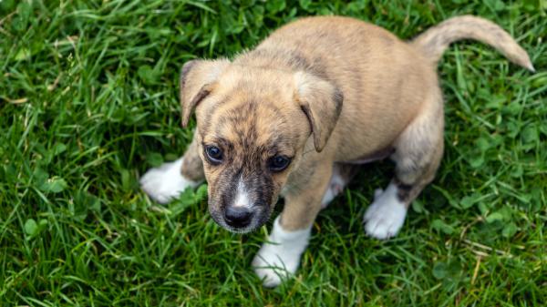 Free white and brown short coated small puppy on green grass field during daytime hd animals wallpaper download