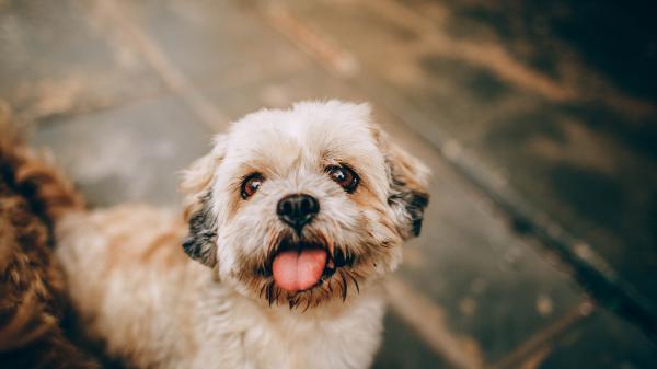 Free white and brown small coated puppy in blur background hd animals wallpaper download