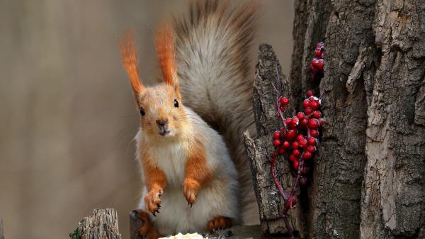 Free white and brown squirrel hd squirrel wallpaper download