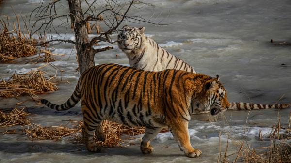 Free white and brown tigers are on body of water during daytime 4k hd animals wallpaper download