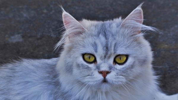 Free white and gray cat with yellow eyes hd cat wallpaper download