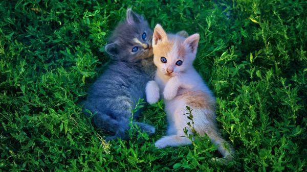 Free white and gray kittens on the green plants hd kitten wallpaper download