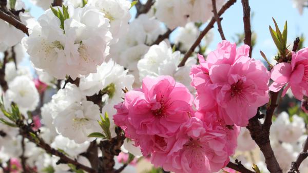 Free white and pink sakura flowers branch spring blossom 4k 5k hd flowers wallpaper download