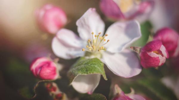 Free white apple blossom flower hd flowers wallpaper download