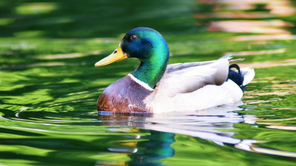 Free white aquamarine duck is swimming on water 4k hd animals wallpaper download