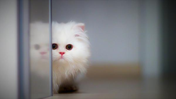 Free white baby fluffy kitten is standing near glass door hd kitten wallpaper download