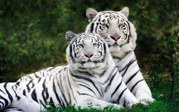 Free white bengal tigers widescreen wallpaper download