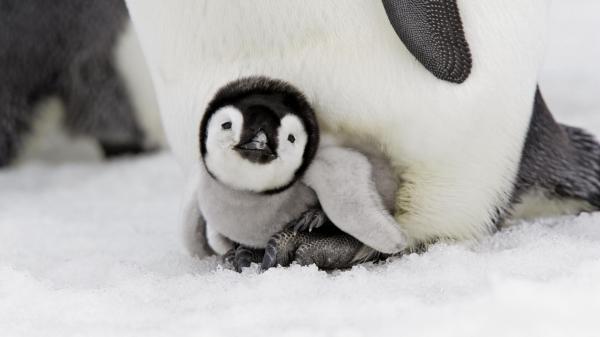 Free white black baby penguin is sitting in snow field hd penguin wallpaper download