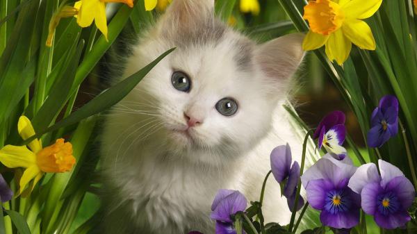 Free white black cat in the middle of green grass and flowers hd kitten wallpaper download