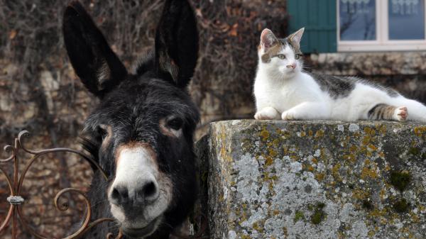 Free white black cat is lying down on wall near black donkey 4k hd cat wallpaper download