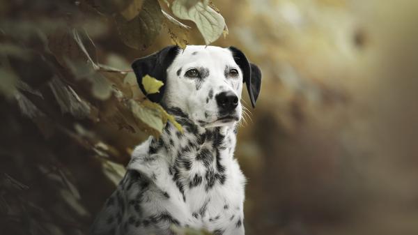 Free white black dalmatian dog is looking straight sitting near green plant hd dog wallpaper download