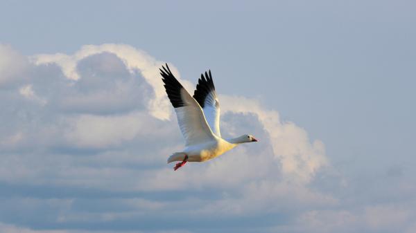 Free white black goose is flying on sky 4k hd birds wallpaper download