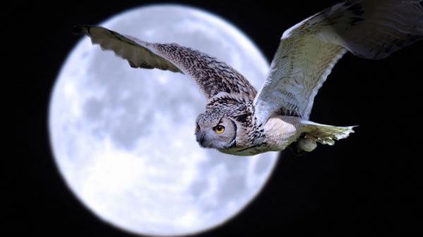 Free white black owl is flying near moon hd owl wallpaper download