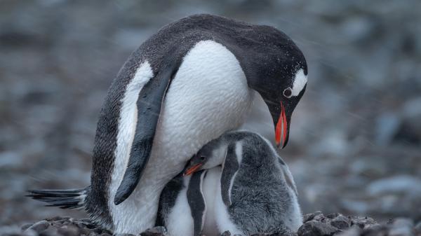 Free white black penguin with baby penguin hd animals wallpaper download