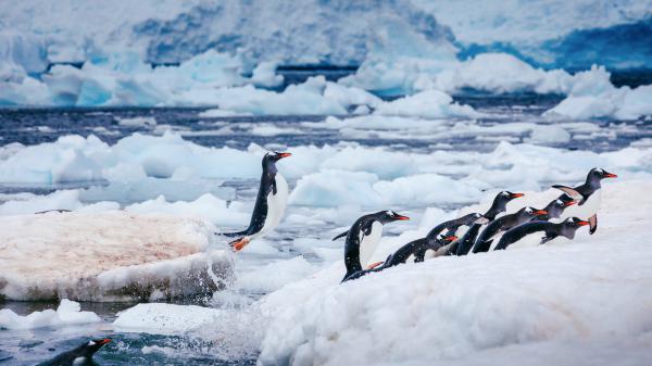 Free white black penguins on frozen body of water hd animals wallpaper download