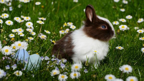 Free white black rabbit is sitting on grasses with flowers hd rabbit wallpaper download