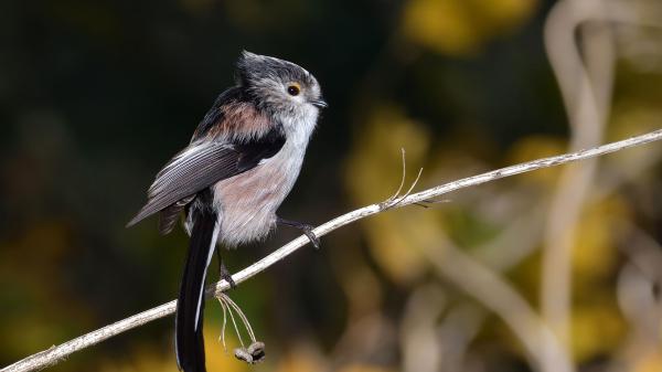 Free white black titmouse bird is perching on wood stick in green blur background hd birds wallpaper download