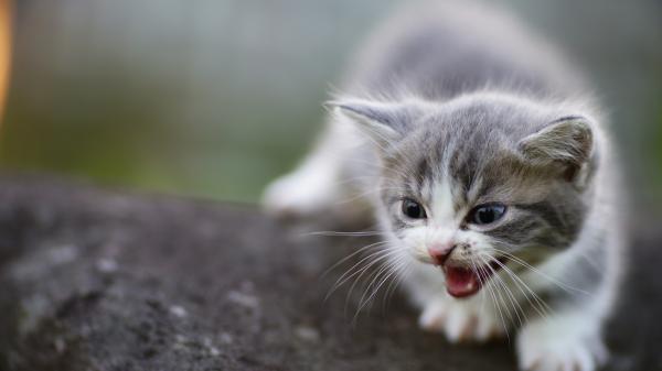 Free white black with mustache on rock in blur background 4k hd kitten wallpaper download