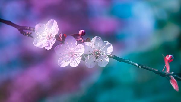 Free white blossom flowers on branch in turquoise purple background 4k 5k hd flowers wallpaper download