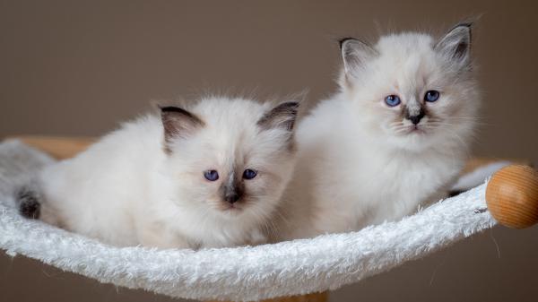 Free white blue eyes kittens on white texture chair 4k hd kittens wallpaper download