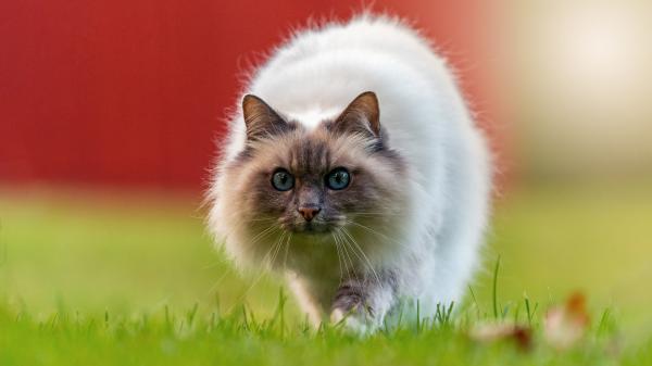 Free white brown cat is standing on green grass hd cat wallpaper download