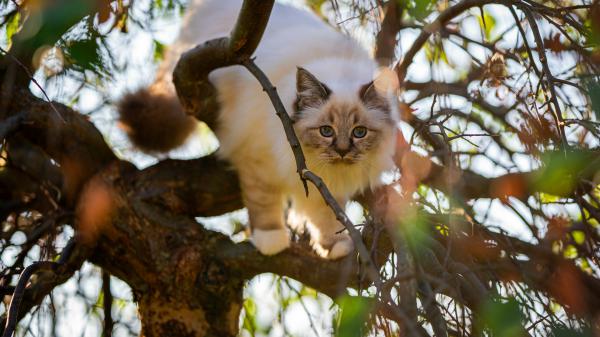 Free white brown cat is standing on tree branch hd cat wallpaper download