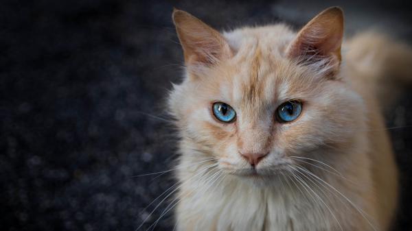 Free white brown cat with staring blue eyes hd cat wallpaper download