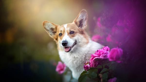 Free white brown corgi dog is standing in the middle of flower plants 4k hd dog wallpaper download