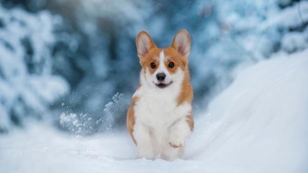 Free white brown dog is walking on snow in snow field in blur background hd dog wallpaper download