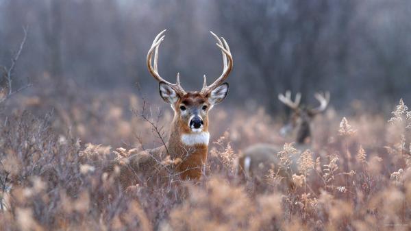 Free white brown horn deer on brown plant field during daytime 4k hd animals wallpaper download