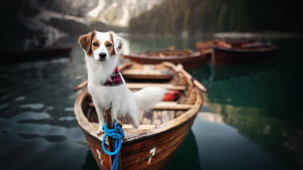 Free white brown kooikerhondje dog on boat in blur water background hd animals wallpaper download