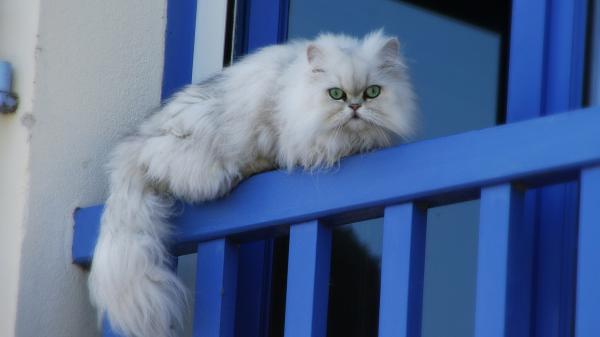 Free white cat is lying down on blue fence hd cat wallpaper download