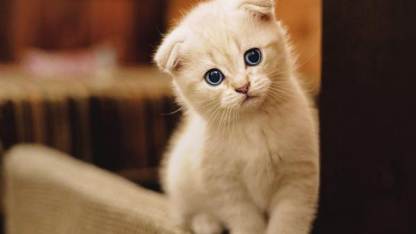 Free white cat is on edge of couch hd kitten wallpaper download