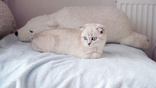 Free white cat is on white bed hd cat wallpaper download