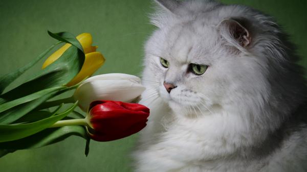 Free white cat is sitting near yellow white red tulip 4k hd cat wallpaper download