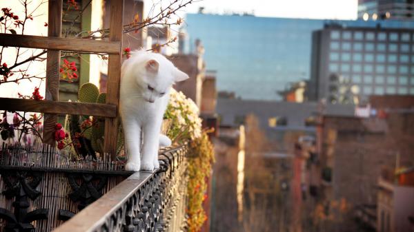 Free white cat is standing edge of a building hd cat wallpaper download