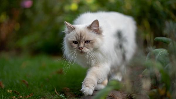 Free white cat is walking on stone pavement in blur green background 4k 5k hd cat wallpaper download