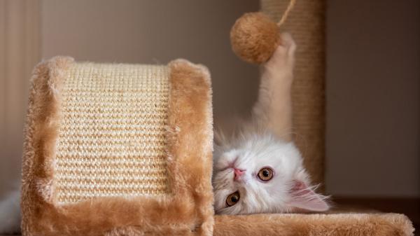 Free white cat on brown mat hd kitten wallpaper download