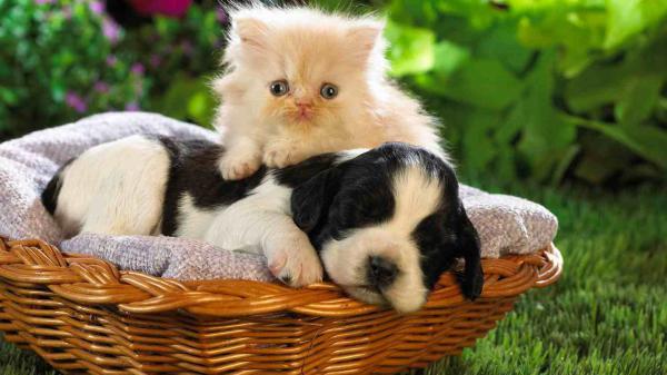 Free white cat with black and white puppy with shallow background of green plants with flowers hd kitten wallpaper download