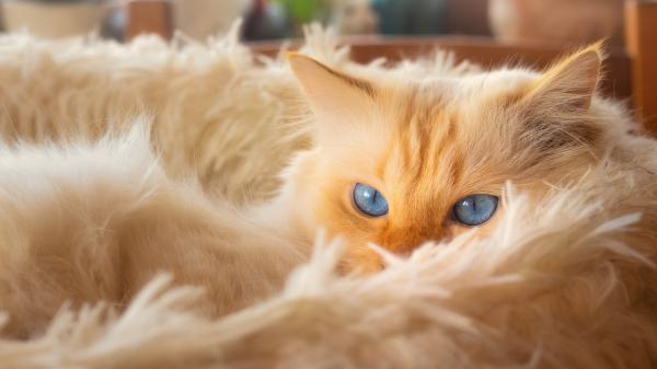 Free white cat with blue eyes 4k 5k hd cat wallpaper download