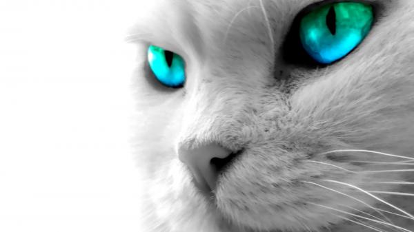 Free white cat with blue eyes hd cat wallpaper download