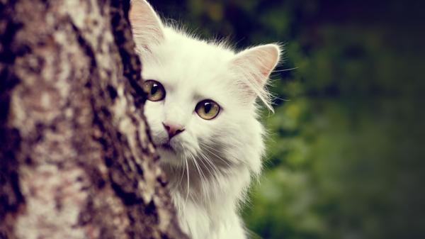 Free white cat with brown eyes hd cat wallpaper download